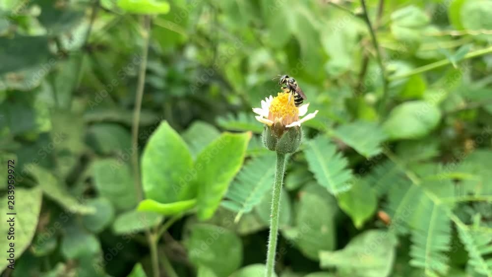 Close-up of a bee harvesting pollen from a daisy Close-up of a bee harvesting pollen from a daisy