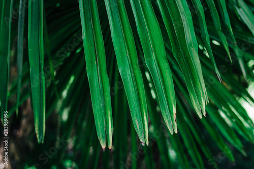 juicy green palm leaf close up