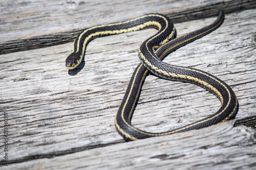 Common garter snake hunting for food 