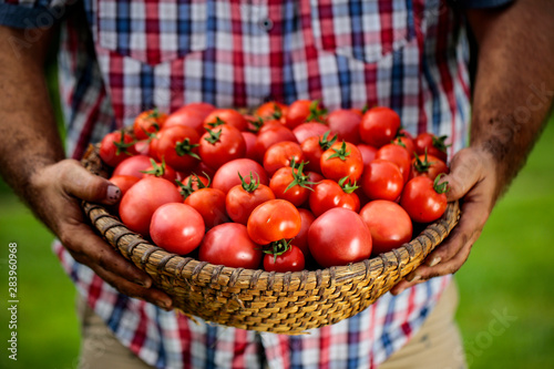 A basket full of red tomatoes held in man's hands.