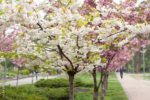 Beautiful urban flowering park with Japanese-style sakura trees. Beautiful cherries.