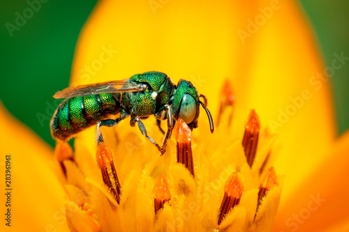 Image of cuckoo wasp (Chrysididae) on yellow flower pollen collects nectar on a natural background. Insect. Animal. photo