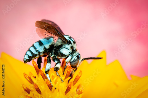Image of neon cuckoo bee (Thyreus nitidulus) on yellow flower pollen collects nectar on pink background with space blur background for text. Insect. Animal. photo