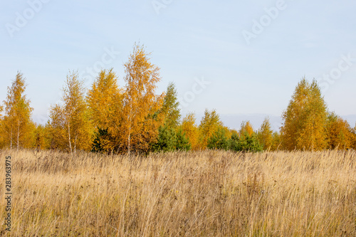 Golden autumn time. Beautiful autumn forest.