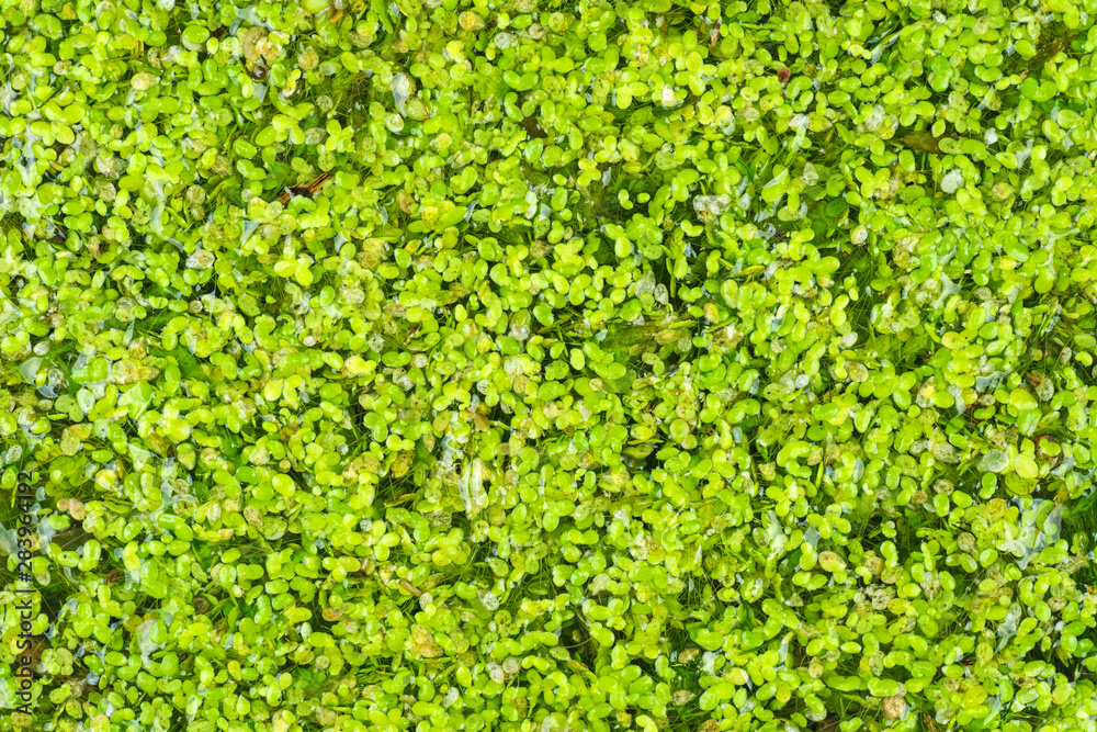 Obraz premium Green duckweed on the water