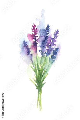 Hand painted watercolor illustration of a lavender bouquet in white background