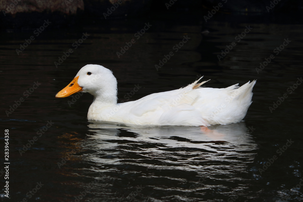 white duck sitting in water