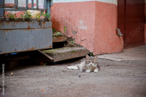 Cute cat on the street © Anastasya