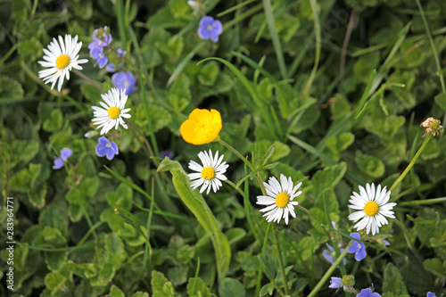 daisies in a row on a sunny day