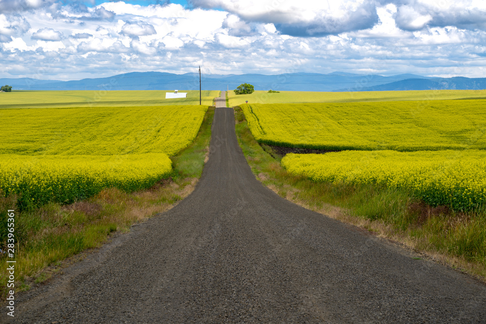 Empty road with leading lines into the mountains, surrounded by a field of blooming mustard plants in the Palouse region of Western Idaho
