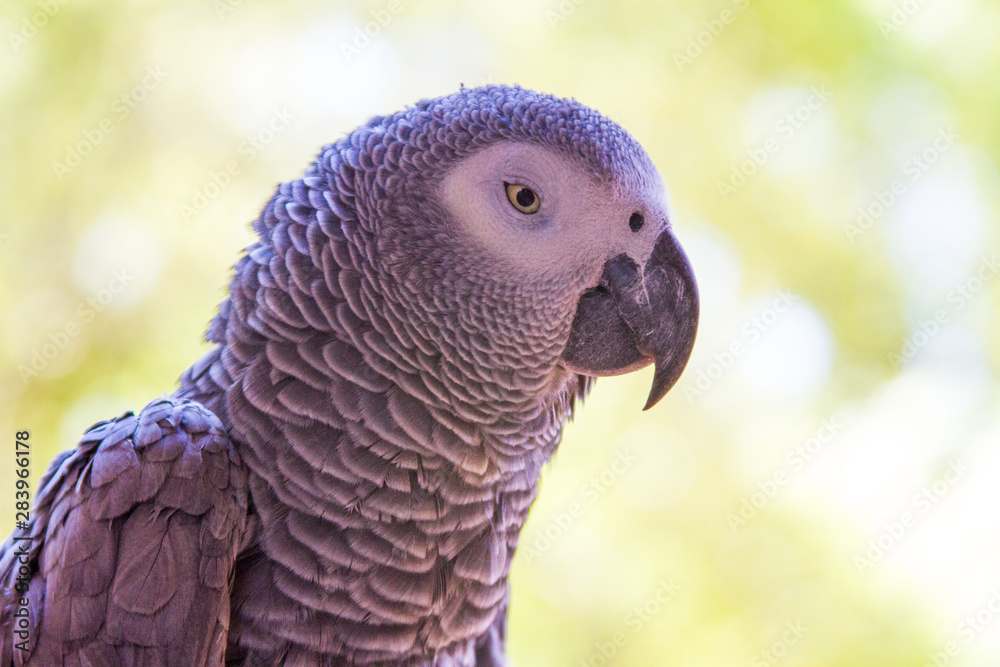 Obraz premium African Gray Parrot