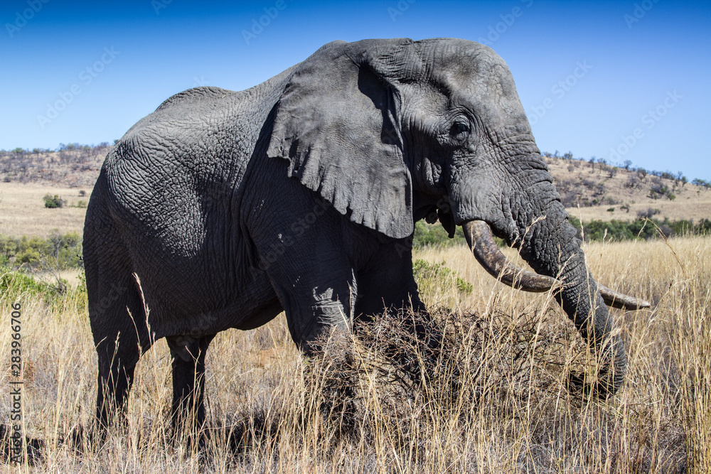 Fototapeta premium African Elephant