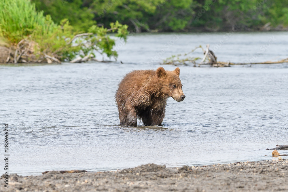 Obraz premium Ruling the landscape, brown bears of Kamchatka (Ursus arctos beringianus)