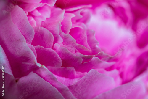 Detailed Interior of Pink Flower