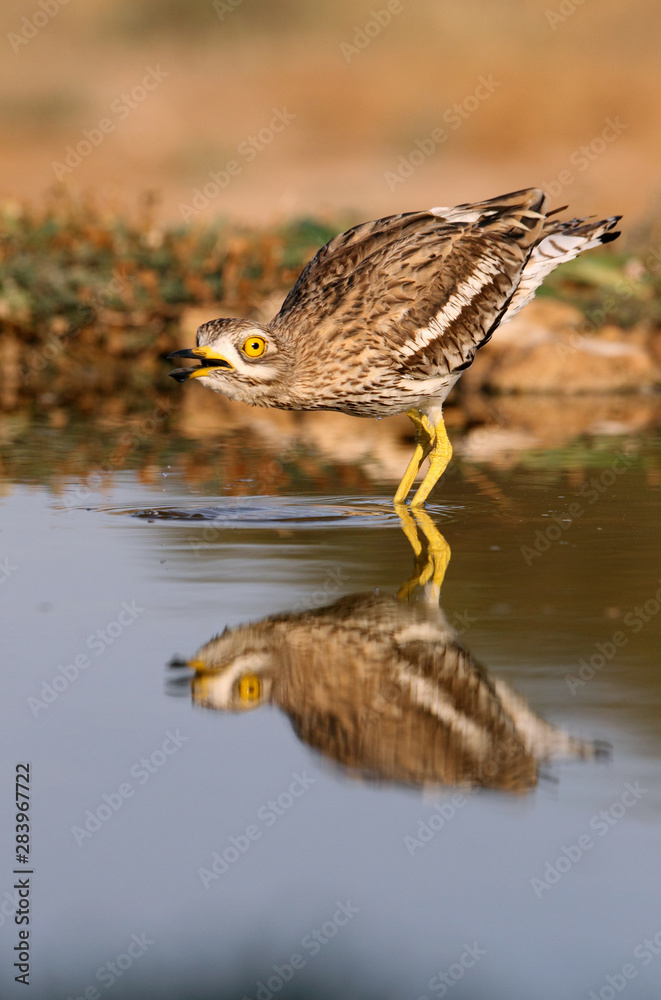 Obraz premium Stone-curlew, Burhinus oedicnemus, birds