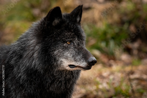 Portrait of black wolf in the forest © AB Photography