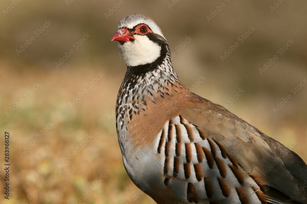 Red legged partridge, Alectoris rufa Red legged partridge, Alectoris rufa