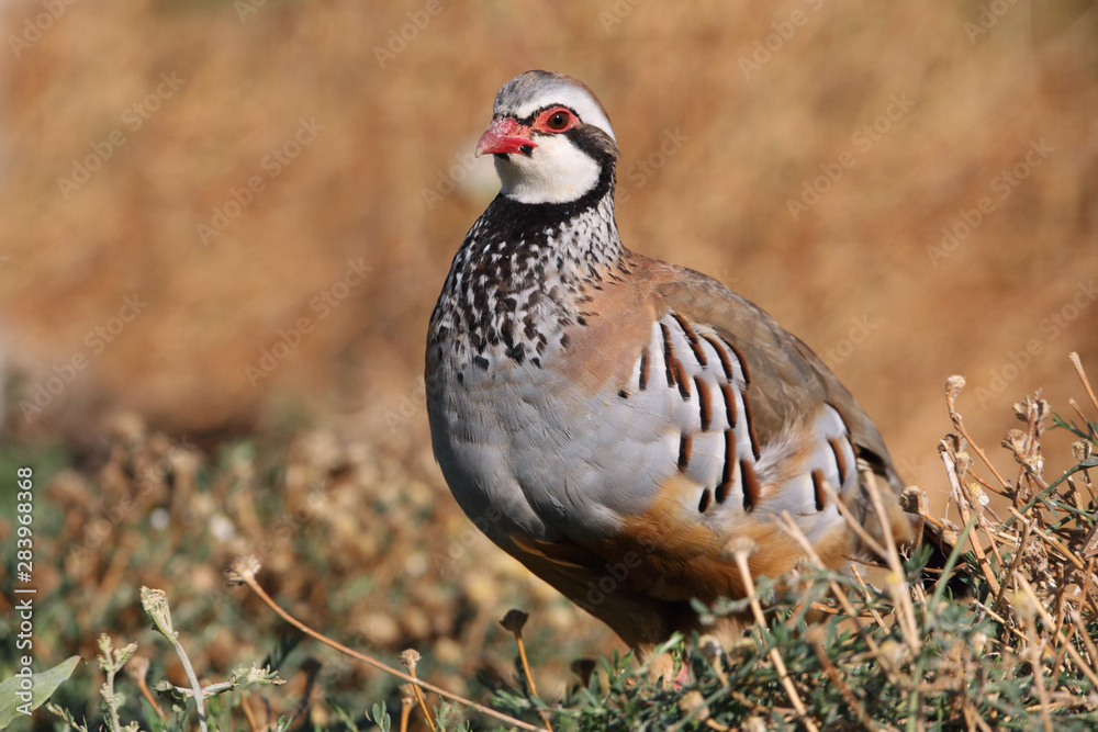 Red legged partridge, Alectoris rufa, partridge