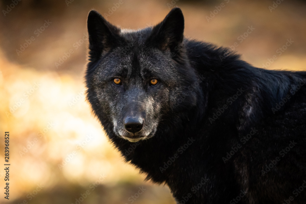 Portrait of black wolf in the forest Portrait of black wolf in the forest