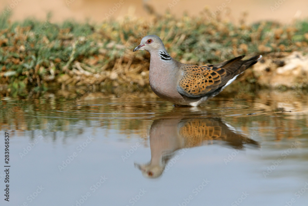 Fototapeta premium European turtle Dove drinking in a lagoon in summer