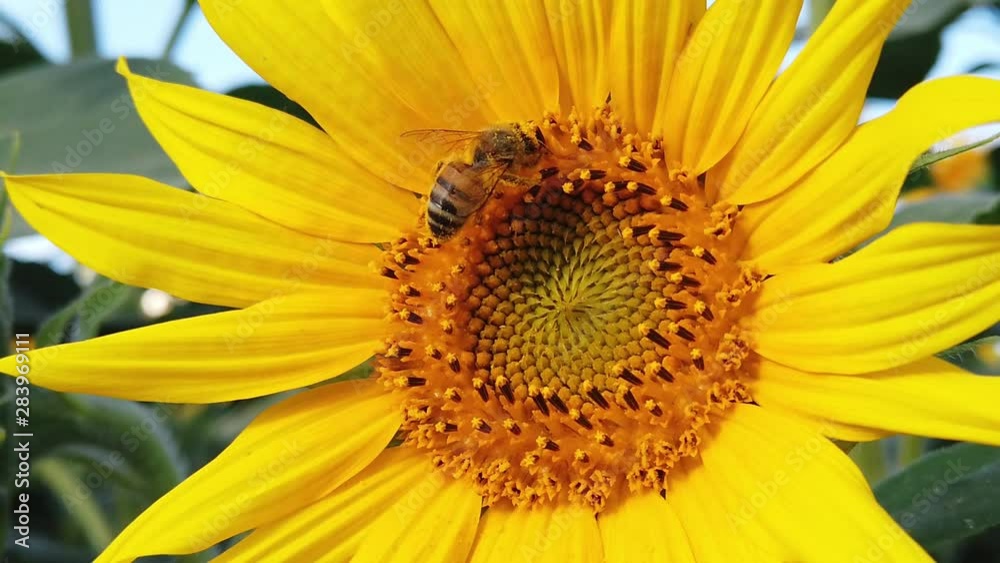 Abeilles butinants dans un champs de tournesols en slow motion Abeilles butinants dans un champs de tournesols en slow motion