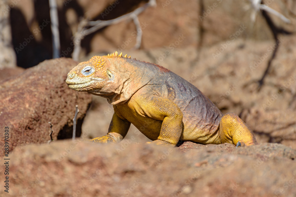 Obraz premium A Galapagos Land Iguana (conolophus subcristatus) on North Seymour, Galapagos Islands, Ecuador, South America.