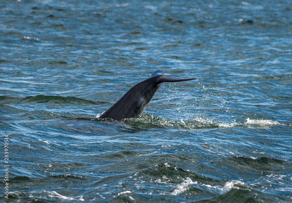 Obraz premium Bottlenose Dolphin In The Moray Firth At Chanonry Point Near Inverness In Scotland
