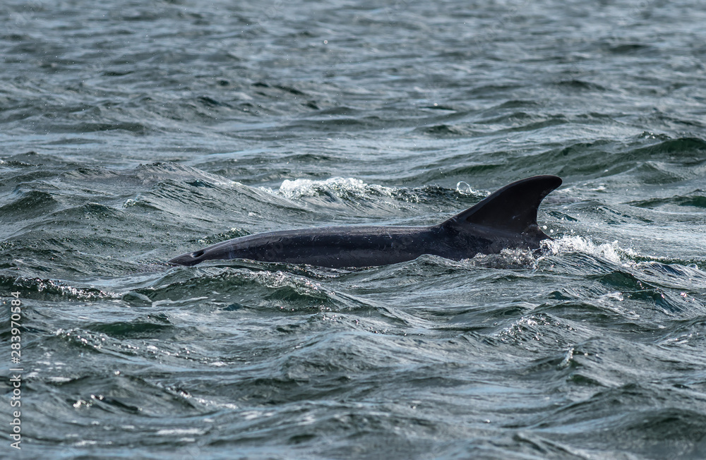 Obraz premium Bottlenose Dolphin In The Moray Firth At Chanonry Point Near Inverness In Scotland