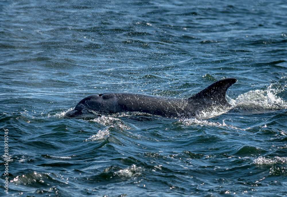 Fototapeta premium Bottlenose Dolphin In The Moray Firth At Chanonry Point Near Inverness In Scotland