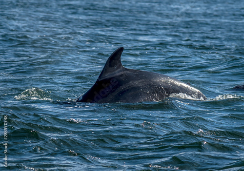 Bottlenose Dolphin In The Moray Firth At Chanonry Point Near Inverness In Scotland