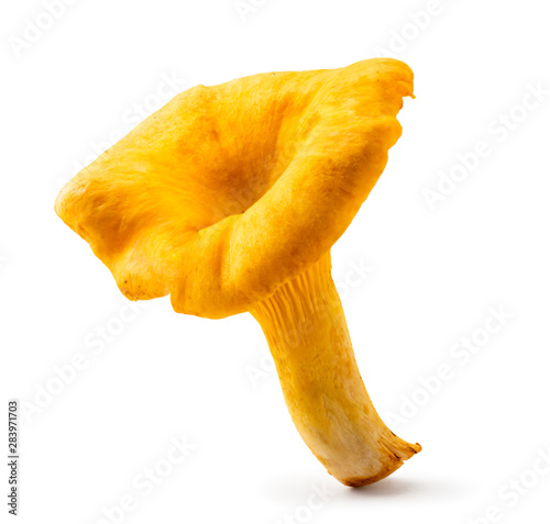 One mushroom chanterelle closeup on a white. Isolated.
