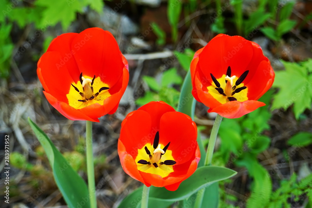 Three beautiful bright red tulips with yellow middle, open petals, pestle and stamens