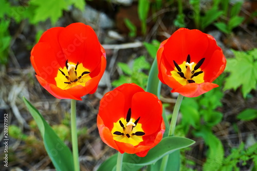 Three beautiful bright red tulips with yellow middle  open petals  pestle and stamens