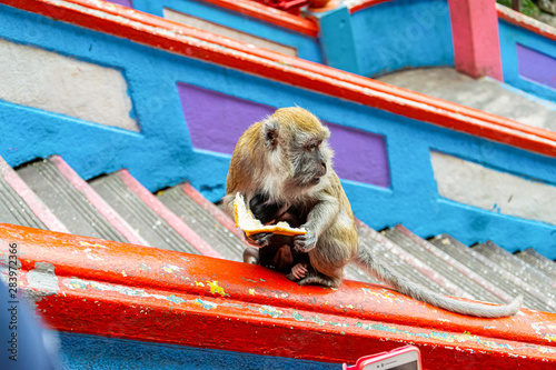 Photography Cute Mother holding baby monkey of Batu Cave sitting at temple golden statue of Lord Muragan at Hindu shrine, Kuala Lumpur