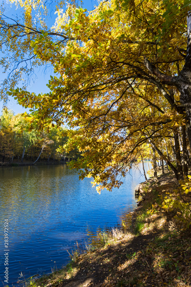Yellowed trees on the shore of the pond. October.