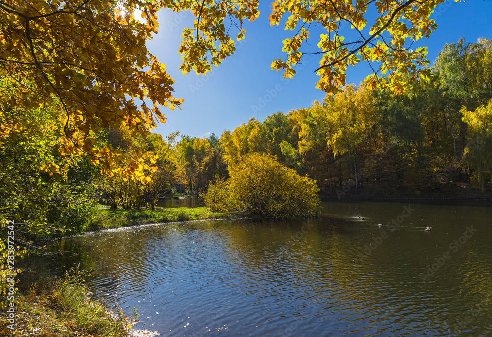 Fototapeta premium Yellowed trees on the shore of the pond. October.
