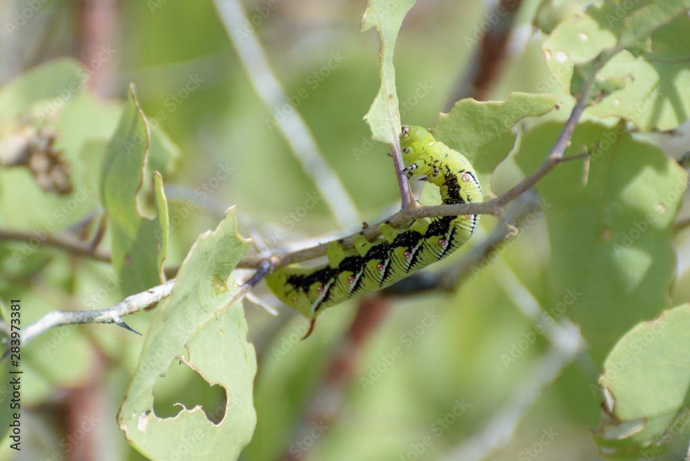 A Privet Hawk Moth caterpillar (Sphinx ligustri) feeding on a tree, Espanola Island, Galapagos Islands, Ecuador, South America. A Privet Hawk Moth caterpillar (Sphinx ligustri) feeding on a tree, Espanola Island, Galapagos Islands, Ecuador, South America.