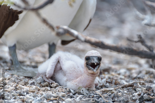 A young Nazca Booby chick on Genovesa Island, Galapagos Islands, Ecuador, South America.