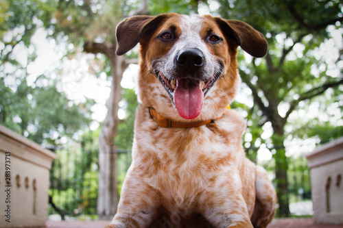 Australian Cattle Dog 