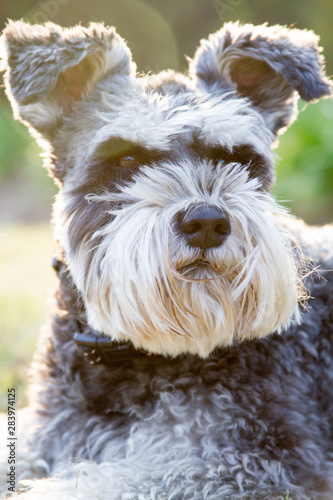 Miniature Schnauzer