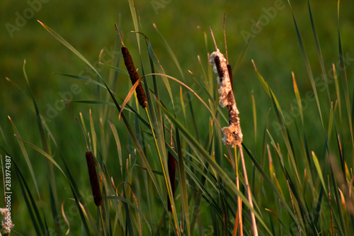grass on a background