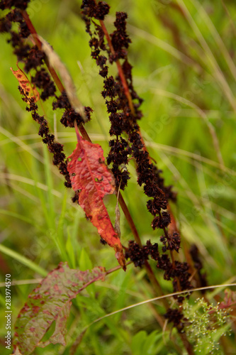 red plant