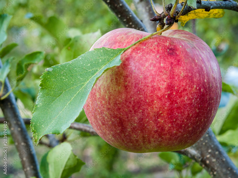 Ripe red Apple hanging on a tree branch. Ripe red Apple hanging on a tree branch.