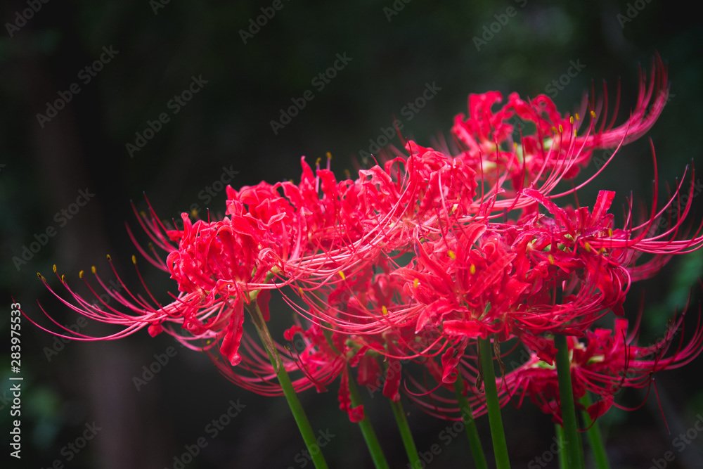 Pink Flower Pink Flower