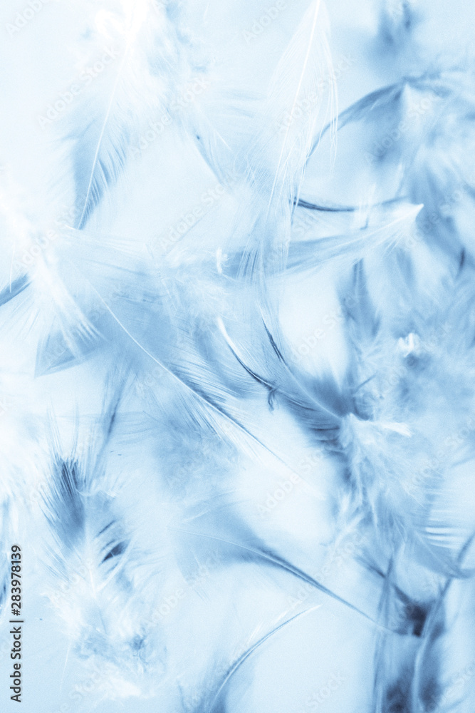 Fototapeta premium Beautiful abstract texture close up color white purple and blue feathers background and wallpaper