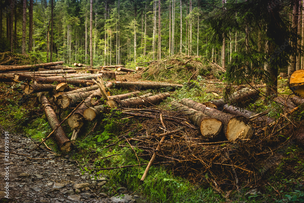 Illegal deforestation in the Ukrainian Carpathians. The destruction of the forest. Illegal deforestation in the Ukrainian Carpathians. The destruction of the forest.