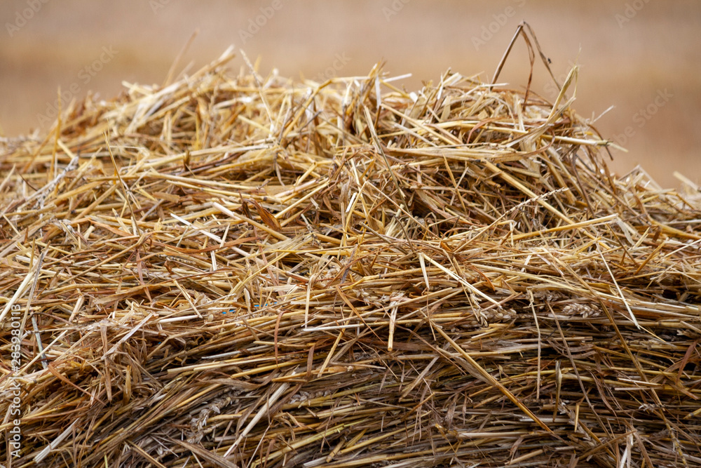 bale of straw in field