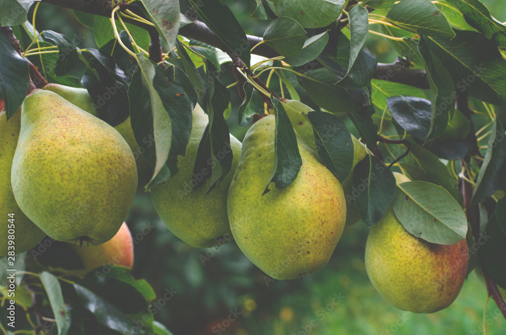 Large juicy pears grow on a branch in the summer garden Large juicy pears grow on a branch in the summer garden