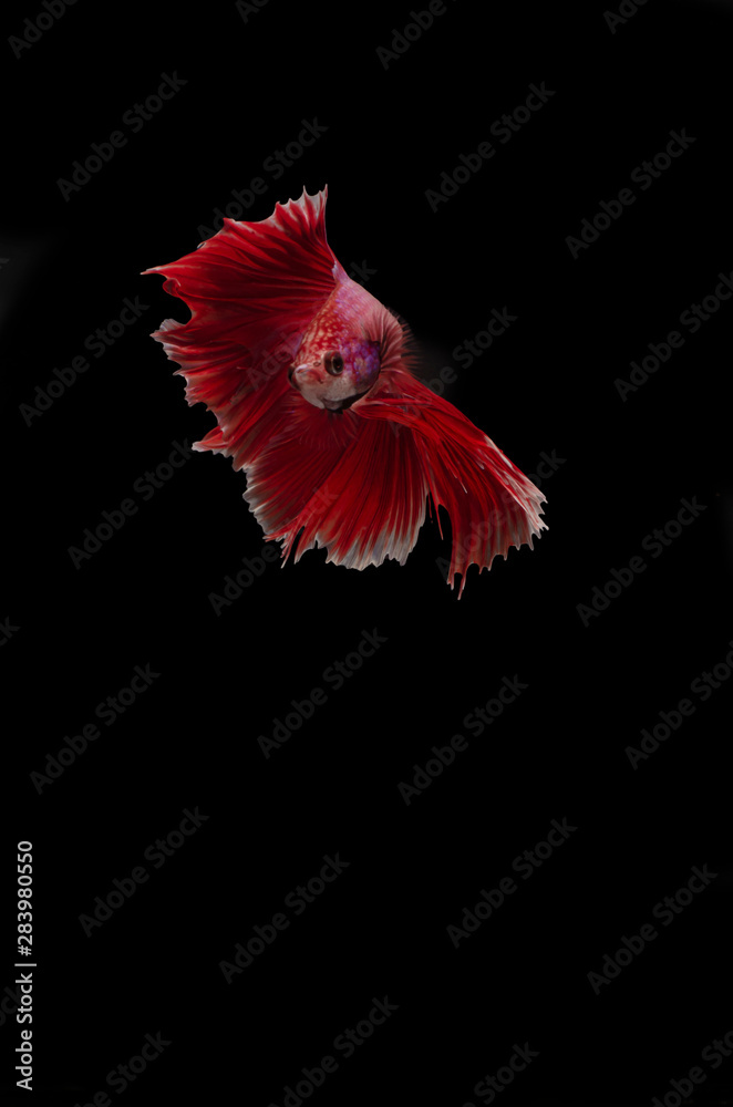 Isolated Double fan tail Betta Isolated Double fan tail Betta