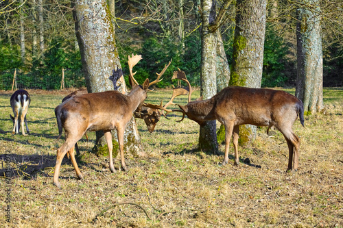 Three deer fight for the ranking.  Fallow deer 